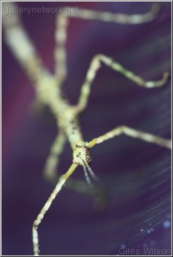 Stick-insect