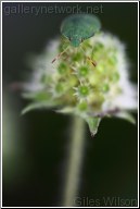 Bug on Scabious seed head
