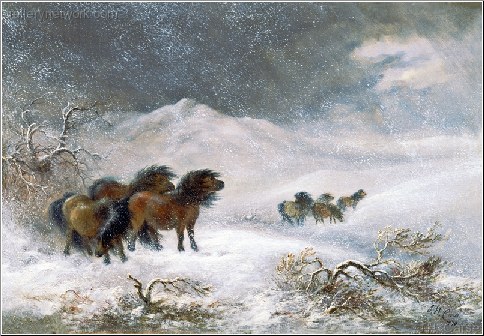 Welsh Ponies In the Snow