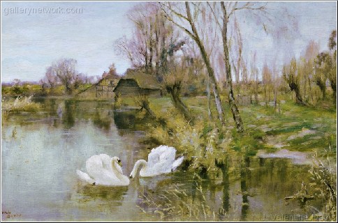 Swans by the Riverbank