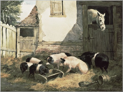 A Family of Pigs