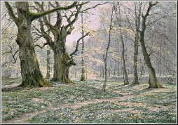 A Beechwood in Spring, 1907