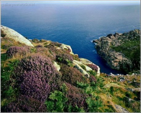 Cornwall heather cliff