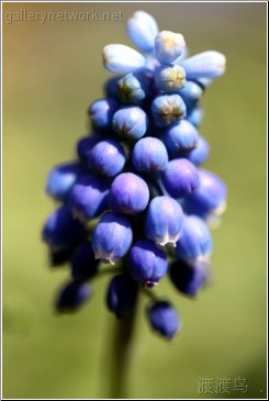 blue mini flower