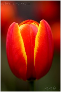 tulip portrait