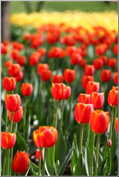 red and yellow tulips