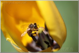honey bee inside tulip