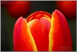 red tulip top