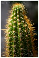 cactus head