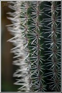 white spiked cactus